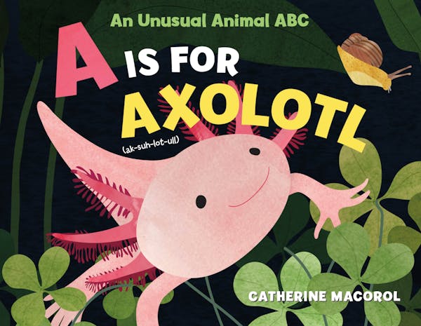 A Is for Axolotl: An Unusual Animal ABC Hardcover